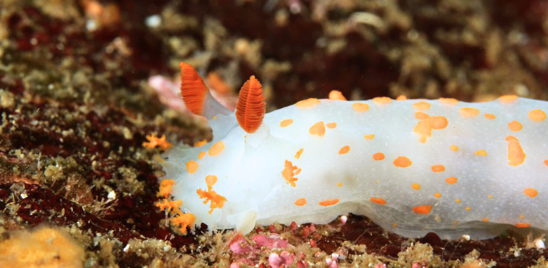 Nudibranch, Vancouver, British Columba