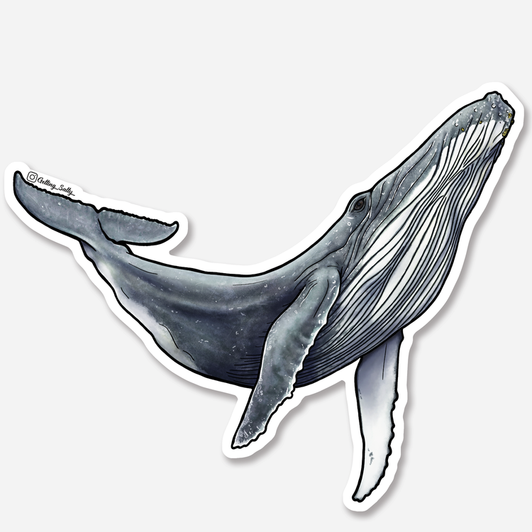 Getting Salty Humpback Whale